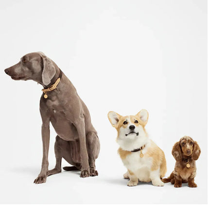 Coleira de Cachorro Louis Vuitton MM Canvas Monogram