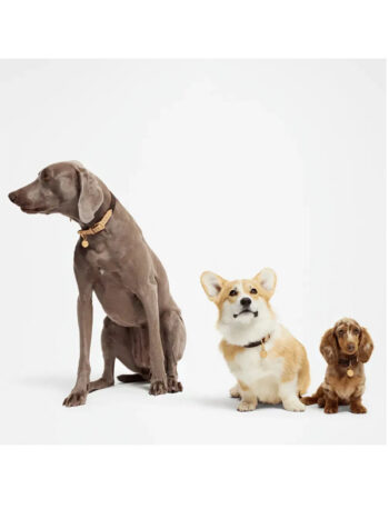 Coleira de Cachorro Louis Vuitton MM Canvas Monogram - Imagem 4